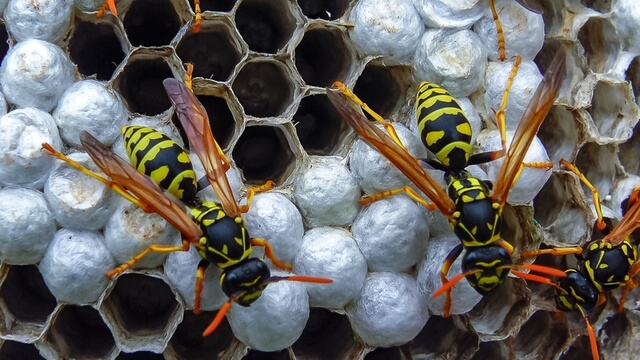 Helene disrupts yellow jacket, bee nests in North Carolina, prompting massive Benadryl, EpiPen requests